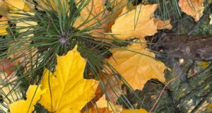 Буде тепло, місцями дощі: погода 24 листопада Буде тепло, місцями дощі: погода 24 листопада