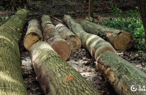 На Волині суд вимагає у правоохоронців знайти, хто зрізав дуб п’ять років тому На-Волині-суд-вимагає-у-правоохоронців-знайти,-хто-зрізав-дуб-п’ять-років-тому