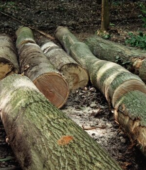 На-Волині-суд-вимагає-у-правоохоронців-знайти,-хто-зрізав-дуб-п’ять-років-тому