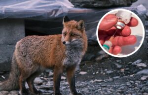 На Волині чиновники заперечують дефіцит вакцини від сказу На-Волині-чиновники-заперечують-дефіцит-вакцини-від-сказу