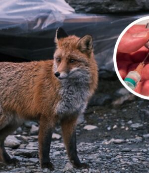 На-Волині-чиновники-заперечують-дефіцит-вакцини-від-сказу