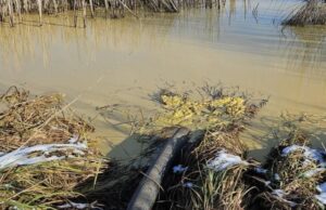 У водойму на Волині зливали невідому речовину, – Держекоінспекція У-водойму-на-Волині-зливали-невідому-речовину,-–-Держекоінспекція