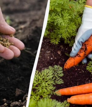 Урожаю-моркви-позаздрять-навіть-сусіди:-які-сорти-краще-сіяти-під-зиму