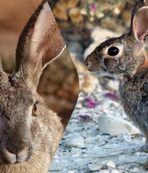 Чим-відрізняється-кролик-від-зайця:-експерти-назвали-головні-відмінності