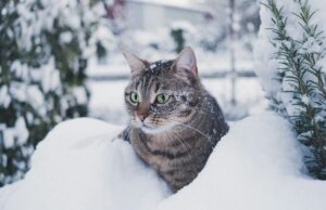 Яким буде грудень в Україні: синоптики зробили прогноз погоди на місяць Яким-буде-грудень-в Україні:-синоптики-зробили-прогноз-погоди-на місяць