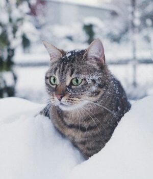 Яким-буде-грудень-в Україні:-синоптики-зробили-прогноз-погоди-на місяць