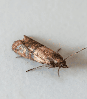 Міль-у шафі:-5 натуральних-та простих-лайфхаків,-як вивести-шкідника-назавжди