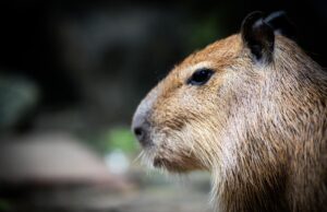 Чому крокодили рідко нападають на капібар: названо дивовижну причину Чому-крокодили-рідко-нападають-на-капібар:-названо-дивовижну-причину