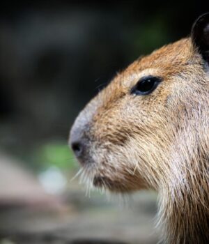 Чому-крокодили-рідко-нападають-на-капібар:-названо-дивовижну-причину