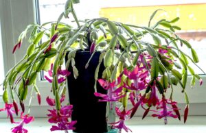 Як поливати різдвяник, щоб він зацвів до свят: садівники розкрили усі нюанси догляду Як-поливати-різдвяник,-щоб-він-зацвів-до-свят:-садівники-розкрили-усі-нюанси-догляду