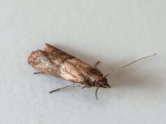 Міль у шафі: ТОП натуральних і простих лайфгаків, як вивести шкідника назавжди Міль-у-шафі:-ТОП-натуральних-і-простих-лайфгаків,-як-вивести-шкідника-назавжди