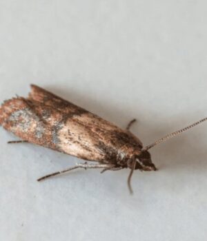 Міль-у-шафі:-ТОП-натуральних-і-простих-лайфгаків,-як-вивести-шкідника-назавжди Міль-у-шафі:-ТОП-натуральних-і-простих-лайфгаків,-як-вивести-шкідника-назавжди