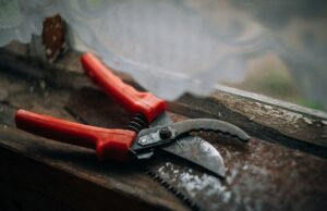 Встигніть до кінця листопада: одна дія і 15 хвилин, щоб урожай був у 5 разів більший Встигніть-до кінця-листопада:-одна-дія-і 15 хвилин,-щоб-урожай-був-у 5 разів-більший