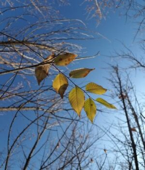 Погода-на 27 листопада:-де буде-дощ-та нічний-мороз