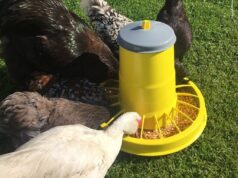 Годівниці для птиці Годівниці-для-птиці