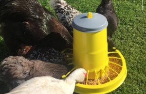 Годівниці для птиці Годівниці-для-птиці