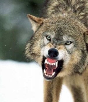 Сказ-на-Волині:-чоловік-відбивався-від-вовка-вилами