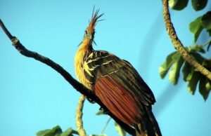 Який вигляд має найсмердючіший птах і яка його унікальна риса збиває вчених з пантелику Який-вигляд-має-найсмердючіший-птах-і яка-його-унікальна-риса-збиває-вчених-з пантелику