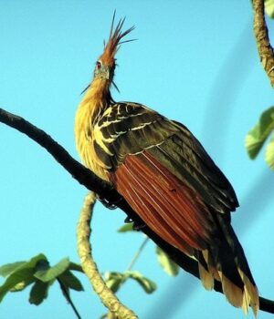 Який-вигляд-має-найсмердючіший-птах-і яка-його-унікальна-риса-збиває-вчених-з пантелику Який-вигляд-має-найсмердючіший-птах-і яка-його-унікальна-риса-збиває-вчених-з пантелику
