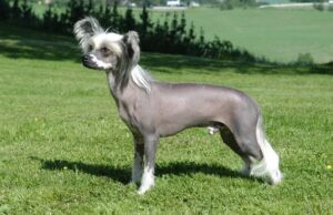 5 собак, які найбільше мерзнуть узимку: кого доведеться утеплювати навіть у квартирі 5 собак,-які-найбільше-мерзнуть-узимку:-кого-доведеться-утеплювати-навіть-у квартирі