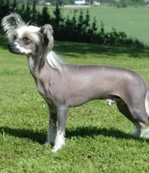 5 собак,-які-найбільше-мерзнуть-узимку:-кого-доведеться-утеплювати-навіть-у квартирі 5 собак,-які-найбільше-мерзнуть-узимку:-кого-доведеться-утеплювати-навіть-у квартирі