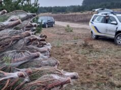 На Волині виявили незаконну заготівлю новорічних ялинок, – Держекоінспекція На-Волині-виявили-незаконну-заготівлю-новорічних-ялинок,-–-Держекоінспекція