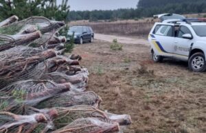 На Волині виявили незаконну заготівлю новорічних ялинок, – Держекоінспекція На-Волині-виявили-незаконну-заготівлю-новорічних-ялинок,-–-Держекоінспекція