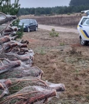 На-Волині-виявили-незаконну-заготівлю-новорічних-ялинок,-–-Держекоінспекція