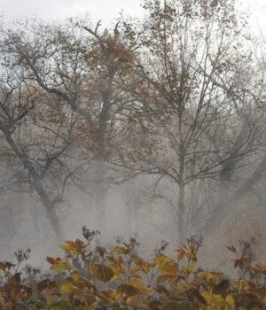 Якою-буде-погода-в грудні:-синоптик-попередив-про-температурну-аномалію-на початку-зими