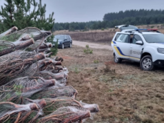На Волині виявили незаконну вирубку новорічних дерев На-Волині-виявили-незаконну-вирубку-новорічних-дерев
