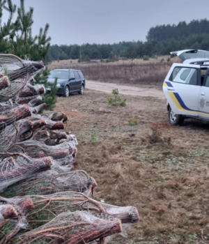 На-Волині-виявили-незаконну-вирубку-новорічних-дерев