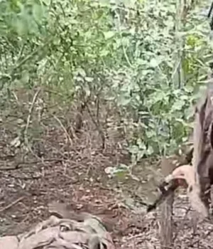 Окупанти-розстріляли-військовополоненого-на-Покровському-напрямку-–-прокуратура Окупанти-розстріляли-військовополоненого-на-Покровському-напрямку-–-прокуратура