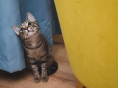 Аналіз стародавньої ДНК змінює уявлення про походження домашніх котів у Європі Аналіз-стародавньої-ДНК-змінює-уявлення-про-походження-домашніх-котів-у-Європі