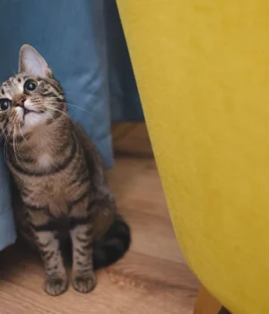 Аналіз-стародавньої-ДНК-змінює-уявлення-про-походження-домашніх-котів-у-Європі