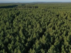 «Ліси України» стають акціонерним товариством «Ліси України» стають акціонерним товариством