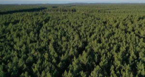 «Ліси України» стають акціонерним товариством «Ліси України» стають акціонерним товариством