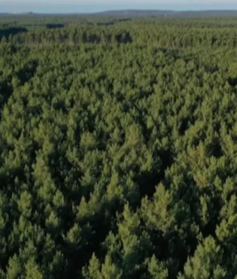 «Ліси України» стають акціонерним товариством «Ліси України» стають акціонерним товариством