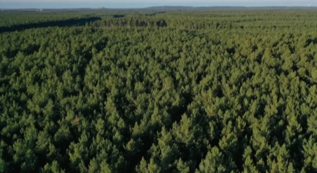 «Ліси України» стають акціонерним товариством «Ліси України» стають акціонерним товариством