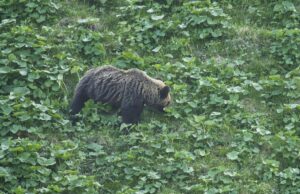 У Японії ведмідь напав на чоловіка в громадській вбиральні У-Японії-ведмідь-напав-на-чоловіка-в-громадській-вбиральні
