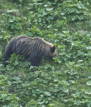 У-Японії-ведмідь-напав-на-чоловіка-в-громадській-вбиральні
