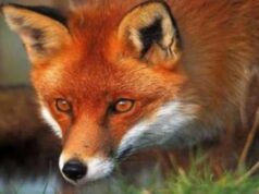 На Волині попри війну відстрілюватимуть диких тварин На-Волині-попри-війну-відстрілюватимуть-диких-тварин