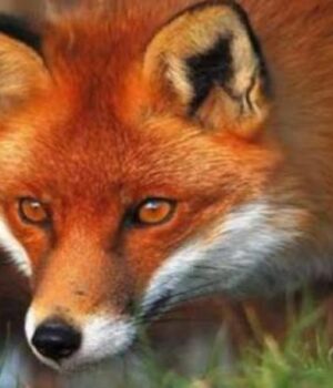 На-Волині-попри-війну-відстрілюватимуть-диких-тварин