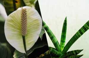 Не буде цвілі та конденсату: названо 4 кімнатні рослини, які контролюють вологість Не-буде-цвілі-та-конденсату:-названо-4-кімнатні-рослини,-які-контролюють-вологість