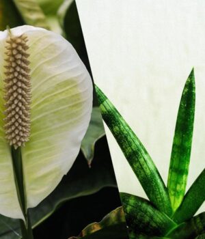 Не-буде-цвілі-та-конденсату:-названо-4-кімнатні-рослини,-які-контролюють-вологість Не-буде-цвілі-та-конденсату:-названо-4-кімнатні-рослини,-які-контролюють-вологість