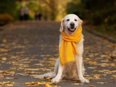 В Україні хмарно з проясненнями: прогноз погоди на 29 листопада В-Україні-хмарно-з-проясненнями:-прогноз-погоди-на-29-листопада