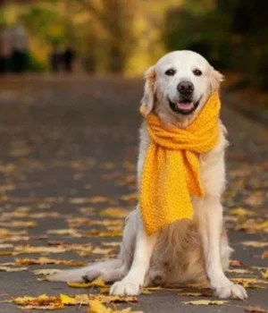 В-Україні-хмарно-з-проясненнями:-прогноз-погоди-на-29-листопада