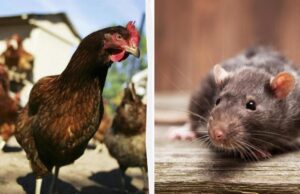 5 заголовків новин 1975 року, у які важко навіть повірити сьогодні 5-заголовків-новин-1975-року,-у-які-важко-навіть-повірити-сьогодні