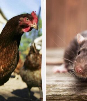 5-заголовків-новин-1975-року,-у-які-важко-навіть-повірити-сьогодні