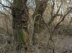 На Набережній у Луцьку мають зрізати понад 1 700 аварійних кленів На-Набережній-у-Луцьку-мають-зрізати-понад-1 700-аварійних-кленів