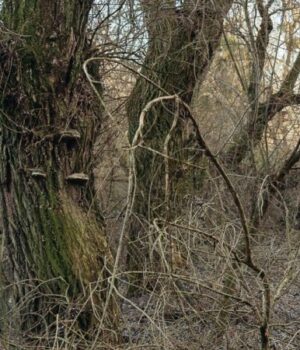 На-Набережній-у-Луцьку-мають-зрізати-понад-1 700-аварійних-кленів